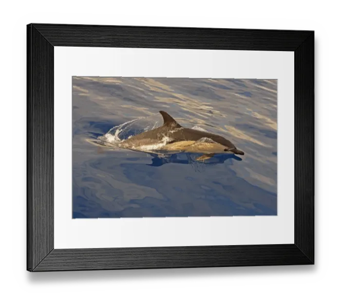 Framed Print : Short-beaked Common Dolphin (Delphinus delphis) adult, porpoising, Azores, June