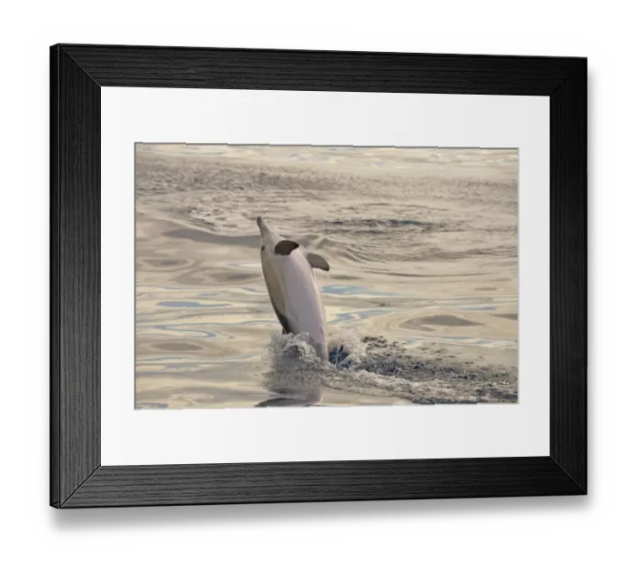 Framed Print : Short-beaked Common Dolphin (Delphinus delphis) adult, leaping out of water, Azores, June Framed Print : Short-beaked Common Dolphin (Delphinus delphis) adult, leaping out of water, Azores, June