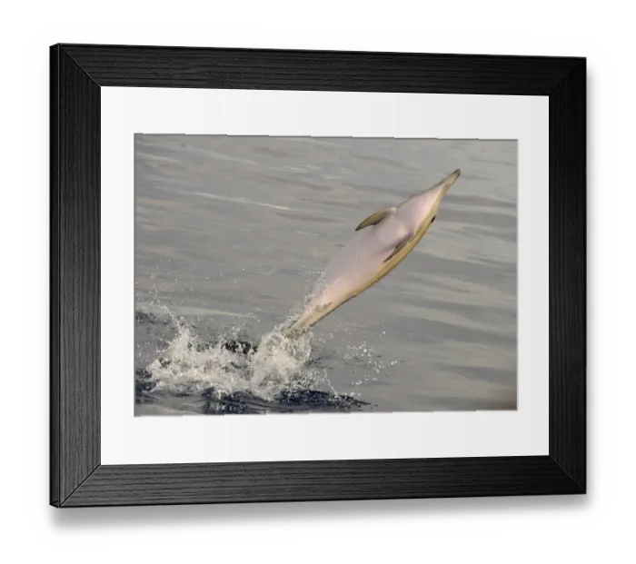 Framed Print : Short-beaked Common Dolphin (Delphinus delphis) adult, leaping out of water, Azores, June Framed Print : Short-beaked Common Dolphin (Delphinus delphis) adult, leaping out of water, Azores, June