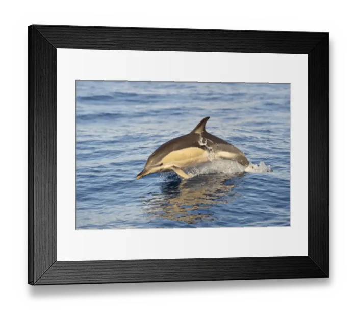 Framed Print : Short-beaked Common Dolphin (Delphinus delphis) adult, porpoising, Azores, June Framed Print : Short-beaked Common Dolphin (Delphinus delphis) adult, porpoising, Azores, June