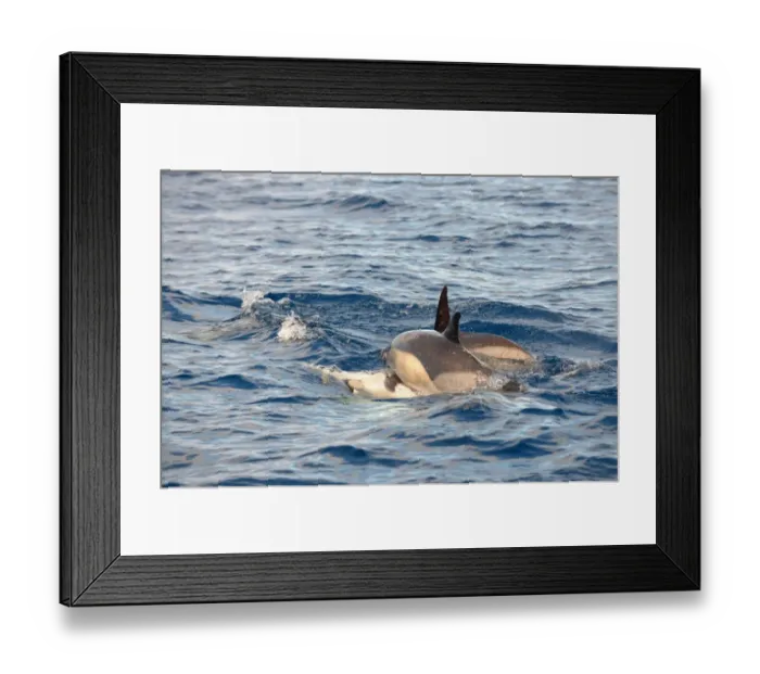 Framed Print : Short-beaked Common Dolphin (Delphinus delphis) adult pair, mating at ocean surface, Azores, June Framed Print : Short-beaked Common Dolphin (Delphinus delphis) adult pair, mating at ocean surface, Azores, June