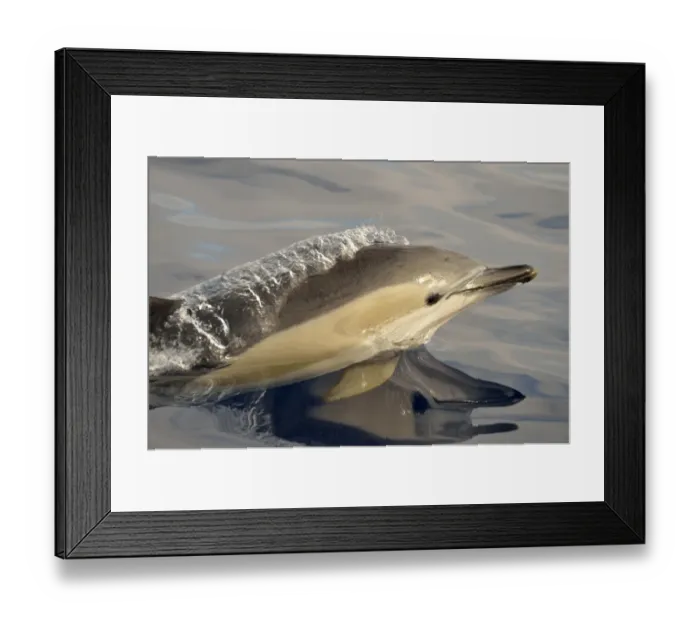 Framed Print : Short-beaked Common Dolphin (Delphinus delphis) adult, close-up of head, porpoising, Azores, June Framed Print : Short-beaked Common Dolphin (Delphinus delphis) adult, close-up of head, porpoising, Azores, June