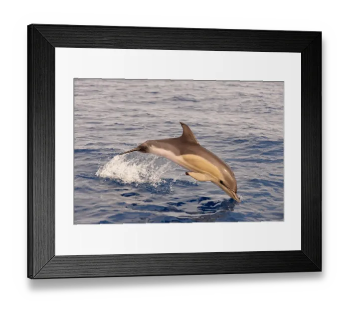 Framed Print : Short-beaked Common Dolphin (Delphinus delphis) calf, porpoising, Azores, June