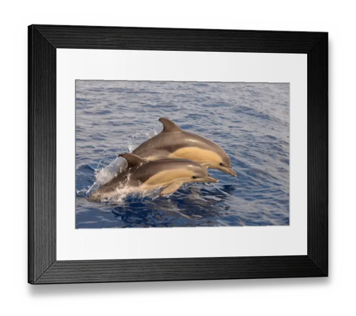 Framed Print : Short-beaked Common Dolphin (Delphinus delphis) two calves, porpoising, Azores, June Framed Print : Short-beaked Common Dolphin (Delphinus delphis) two calves, porpoising, Azores, June
