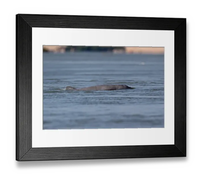 Framed Print : Irrawaddy Dolphin (Orcaella brevirostris) adult, swimming at surface of river, Mekong River, Kratie, Cambodia, January Framed Print : Irrawaddy Dolphin (Orcaella brevirostris) adult, swimming at surface of river, Mekong River, Kratie, Cambodia, January