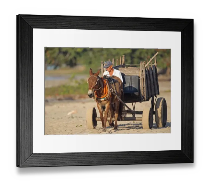 Framed Print : Mule (male donkey x female horse) adult, with man driving cart along beach, Zapata Peninsula, Matanzas Province, Cuba Framed Print : Mule (male donkey x female horse) adult, with man driving cart along beach, Zapata Peninsula, Matanzas Province, Cuba