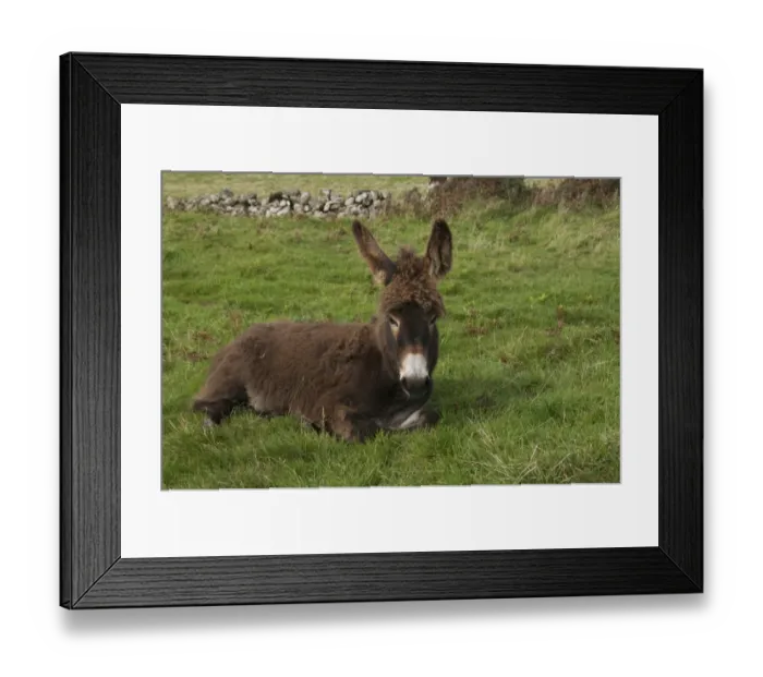 Framed Print : Donkey, adult, resting in coastal pasture, Rockcliffe, Dumfries and Galloway, Scotland, September Framed Print : Donkey, adult, resting in coastal pasture, Rockcliffe, Dumfries and Galloway, Scotland, September