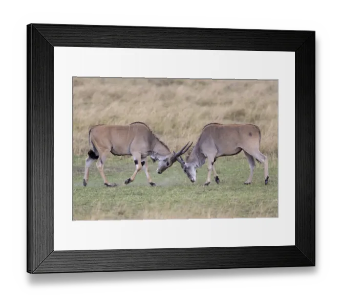 Framed Print : Common Eland (Taurotragus oryx) two immature males, fighting in savannah, Masai Mara National Reserve, Kenya, August