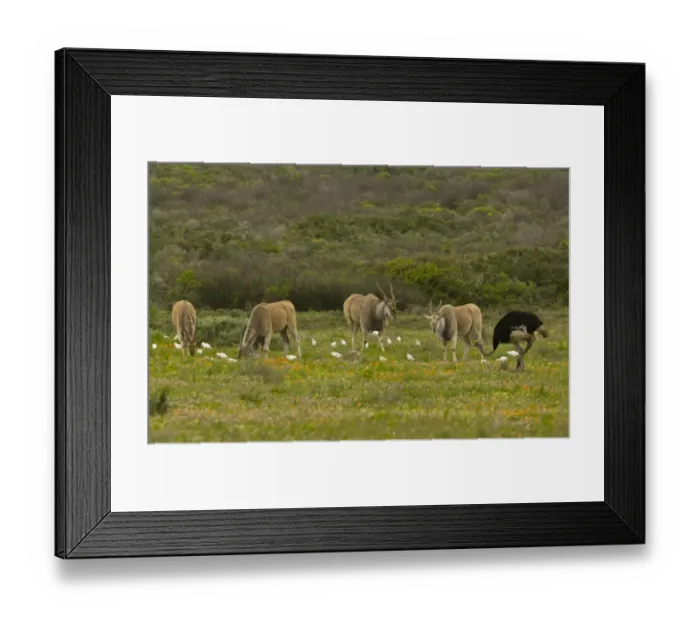 Framed Print : Common Eland (Taurotragus oryx) four adults, with associated Cattle Egret (Bubulcus ibis ibis) Framed Print : Common Eland (Taurotragus oryx) four adults, with associated Cattle Egret (Bubulcus ibis ibis)