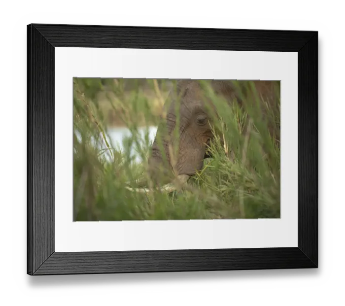 Framed Print : African Elephant (Loxodonta africana) adult, close-up of head, feeding in long grass beside river, Kruger N. P Framed Print : African Elephant (Loxodonta africana) adult, close-up of head, feeding in long grass beside river, Kruger N. P