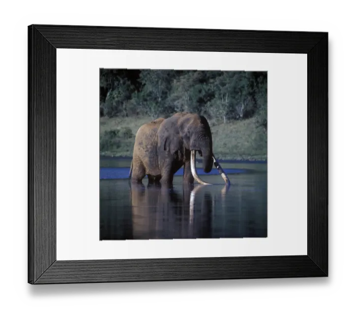 Framed Print : Elephant-African (Loxodonta africana) Great elephant of Marsabit standing in water drinking Framed Print : Elephant-African (Loxodonta africana) Great elephant of Marsabit standing in water drinking