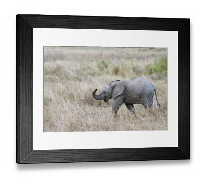 Framed Print : African Elephant (Loxodonta africana) calf, with trunk raised, walking in savannah, Serengeti N. P. Tanzania, December Framed Print : African Elephant (Loxodonta africana) calf, with trunk raised, walking in savannah, Serengeti N. P. Tanzania, December