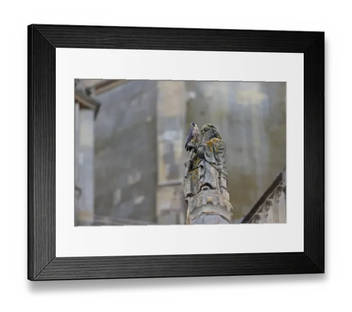 Framed Print : Peregrine Falcon (Falco peregrinus) juvenile, perched on sculpture at cathedral nestsite, Norwich Cathedral, Norwich Framed Print : Peregrine Falcon (Falco peregrinus) juvenile, perched on sculpture at cathedral nestsite, Norwich Cathedral, Norwich