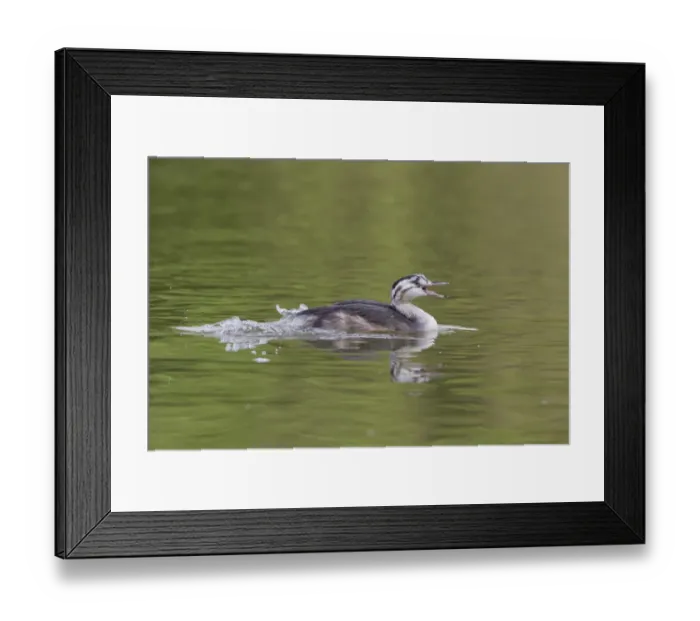 Framed Print : Great Crested Grebe (Podiceps cristatus) immature, swimming, kicking feet Framed Print : Great Crested Grebe (Podiceps cristatus) immature, swimming, kicking feet