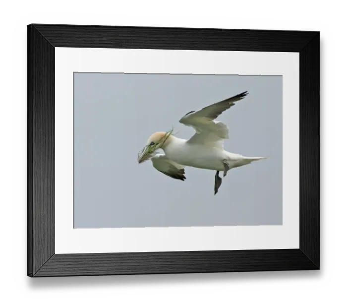 Framed Print : Northern Gannet (Morus bassanus) adult, in flight, with nesting material in beak, Bempton Cliffs RSPB Reserve, Bempton Framed Print : Northern Gannet (Morus bassanus) adult, in flight, with nesting material in beak, Bempton Cliffs RSPB Reserve, Bempton