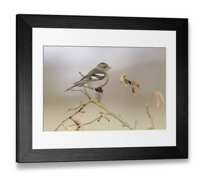 Framed Print : Chaffinch (Fringilla coelebs) adult female, perched on Common Hazel (Corylus avellana) twig with catkins Framed Print : Chaffinch (Fringilla coelebs) adult female, perched on Common Hazel (Corylus avellana) twig with catkins