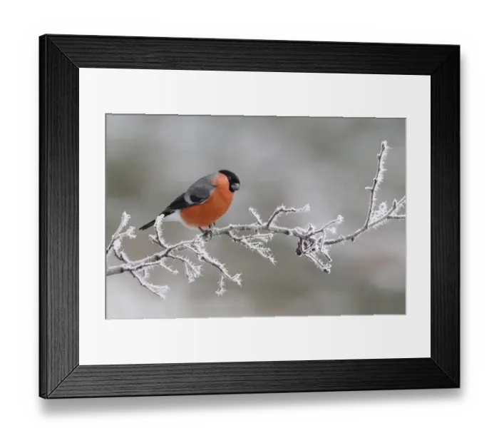 Framed Print : Eurasian Bullfinch (Pyrrhula pyrrhula) adult male, perched on frost covered hawthorn twig, Leicestershire, England Framed Print : Eurasian Bullfinch (Pyrrhula pyrrhula) adult male, perched on frost covered hawthorn twig, Leicestershire, England