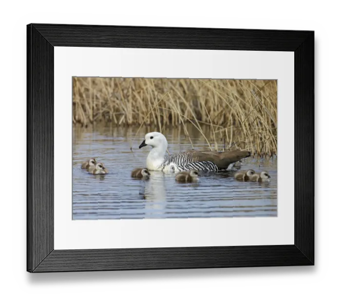 Framed Print : Upland Goose (Chloephaga picta) adult male with goslings, swimming, Torres del Paine N. P Framed Print : Upland Goose (Chloephaga picta) adult male with goslings, swimming, Torres del Paine N. P