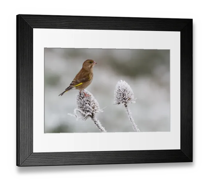 Framed Print : European Greenfinch (Carduelis chloris) adult female, perched on frost covered teasel seedhead, Leicestershire Framed Print : European Greenfinch (Carduelis chloris) adult female, perched on frost covered teasel seedhead, Leicestershire