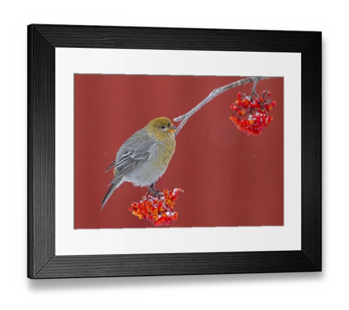 Framed Print : Pine Grosbeak (Pinicola enucleator) adult female, feeding on rowan berries during snowfall, Finland, October Framed Print : Pine Grosbeak (Pinicola enucleator) adult female, feeding on rowan berries during snowfall, Finland, October