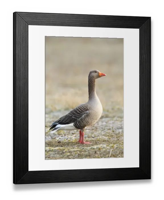 Framed Print : Greylag Goose (Anser anser) adult, standing, Snettisham RSPB Reserve, The Wash, Norfolk, England, March Framed Print : Greylag Goose (Anser anser) adult, standing, Snettisham RSPB Reserve, The Wash, Norfolk, England, March