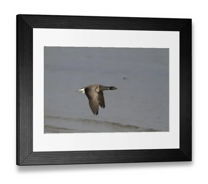 Framed Print : Brent Goose (Branta bernicla hrota) pale-bellied subspecies, adult, in flight over sea, Northern Ireland, February
