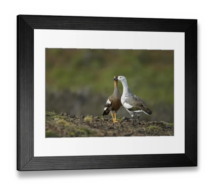 Framed Print : Upland Goose (Chloephaga picta) adult pair, standing together, Torres del Paine N. P Framed Print : Upland Goose (Chloephaga picta) adult pair, standing together, Torres del Paine N. P