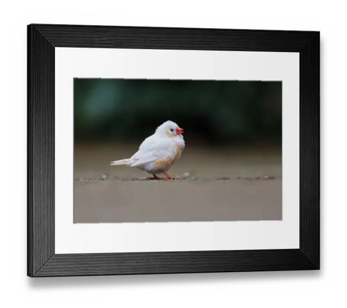 Framed Print : Zebra Finch (Taeniopygia guttata) leucistic plumage, adult, escape from private collection, feeding on ground, Norfolk