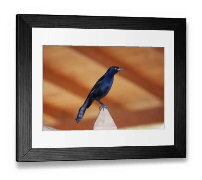Framed Print : Carib Grackle (Quiscalus lugubris) adult male, perched on post, Grenada, Grenadines, Windward Islands, Lesser Antilles Framed Print : Carib Grackle (Quiscalus lugubris) adult male, perched on post, Grenada, Grenadines, Windward Islands, Lesser Antilles