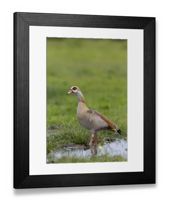 Framed Print : Egyptian Goose (Alopochen aegyptiacus) introduced species, adult, standing in shallow water on marsh, Suffolk, England