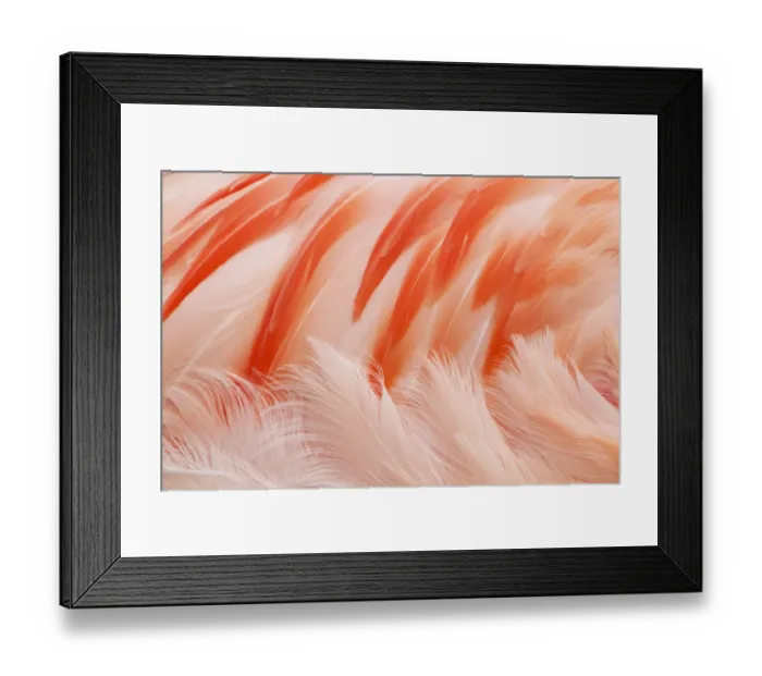 Framed Print : Chilean Flamingo (Phoenicopterus chilensis) adult, close-up of feathers, Durrell Wildlife Park (Jersey Zoo) Framed Print : Chilean Flamingo (Phoenicopterus chilensis) adult, close-up of feathers, Durrell Wildlife Park (Jersey Zoo)
