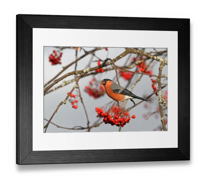 Framed Print : Eurasian Bullfinch (Pyrrhula pyrrhula) adult male, feeding on Rowan (Sorbus aucuparia) berries, Cairngorms N. P Framed Print : Eurasian Bullfinch (Pyrrhula pyrrhula) adult male, feeding on Rowan (Sorbus aucuparia) berries, Cairngorms N. P