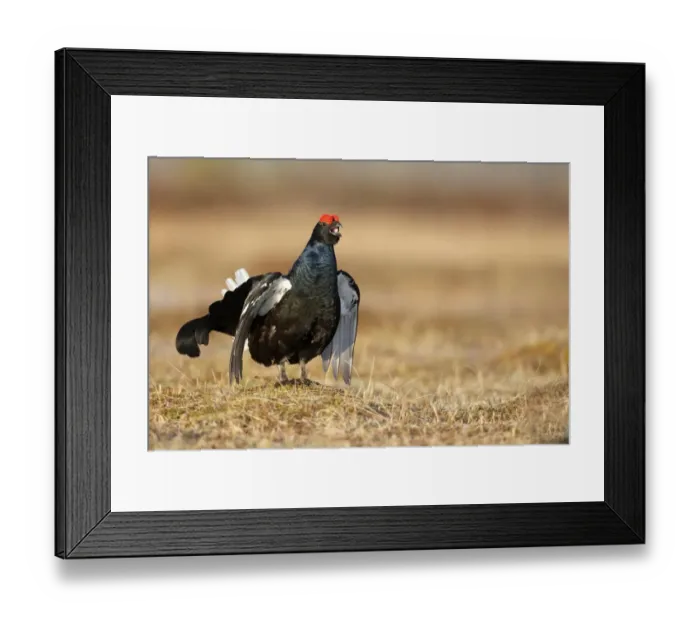 Framed Print : Black Grouse (Tetrao tetrix) adult male, displaying at lek on bog, Finland, April Framed Print : Black Grouse (Tetrao tetrix) adult male, displaying at lek on bog, Finland, April