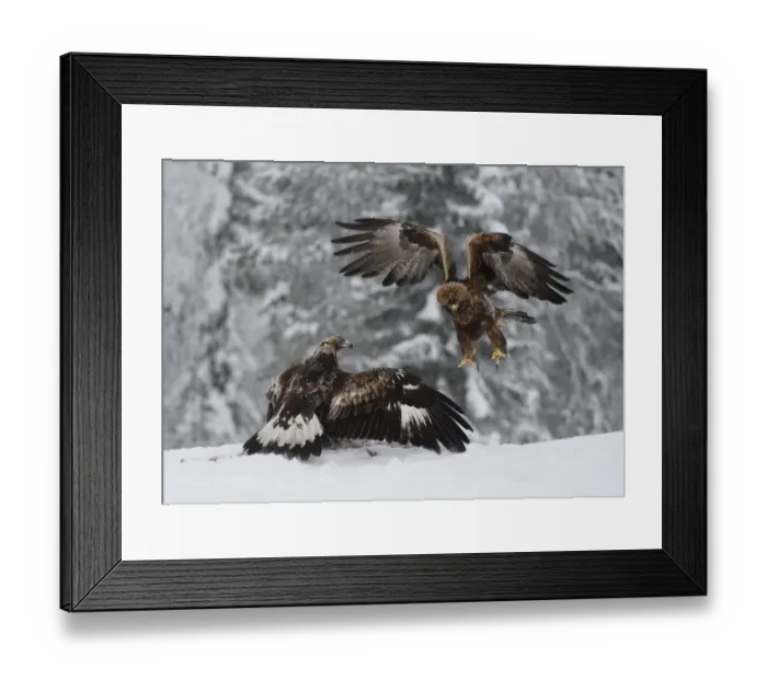 Framed Print : Golden Eagle (Aquila chrysaetos) adult and immature, fighting over carrion in snow, Utajarvi, Oulu Province Framed Print : Golden Eagle (Aquila chrysaetos) adult and immature, fighting over carrion in snow, Utajarvi, Oulu Province