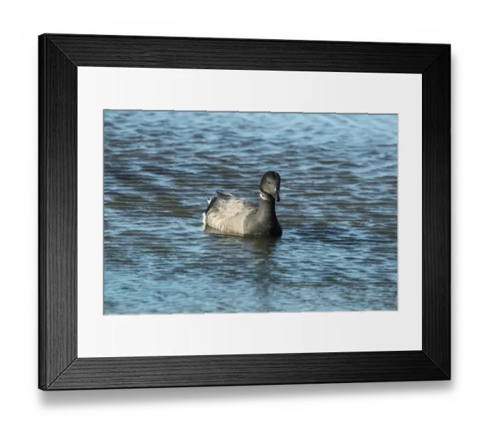 Framed Print : Brent Goose (Branta bernicla) adult, swimming in tidal lagoon, The Fleet, Chesil Beach, Dorset, England, December Framed Print : Brent Goose (Branta bernicla) adult, swimming in tidal lagoon, The Fleet, Chesil Beach, Dorset, England, December