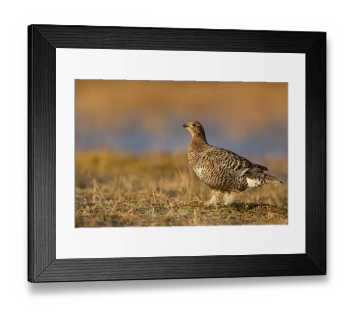Framed Print : Black Grouse (Tetrao tetrix) adult female, standing on bog, Finland, April Framed Print : Black Grouse (Tetrao tetrix) adult female, standing on bog, Finland, April