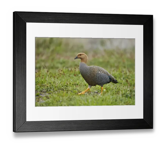 Framed Print : Upland Goose (Chloephaga picta) adult female, walking, Torres del Paine N. P. Southern Patagonia, Chile, November