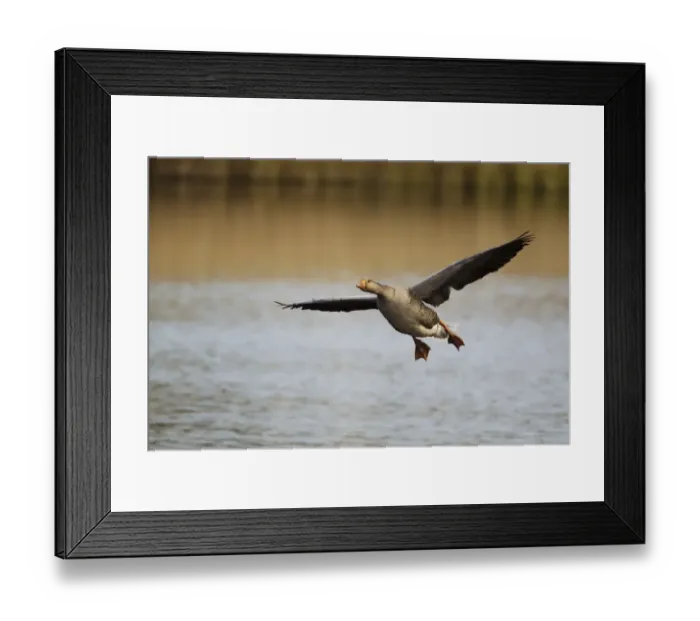 Framed Print : Greylag Goose (Anser anser) adult, in flight, landing on water, Guernsey, Channel Islands, May
