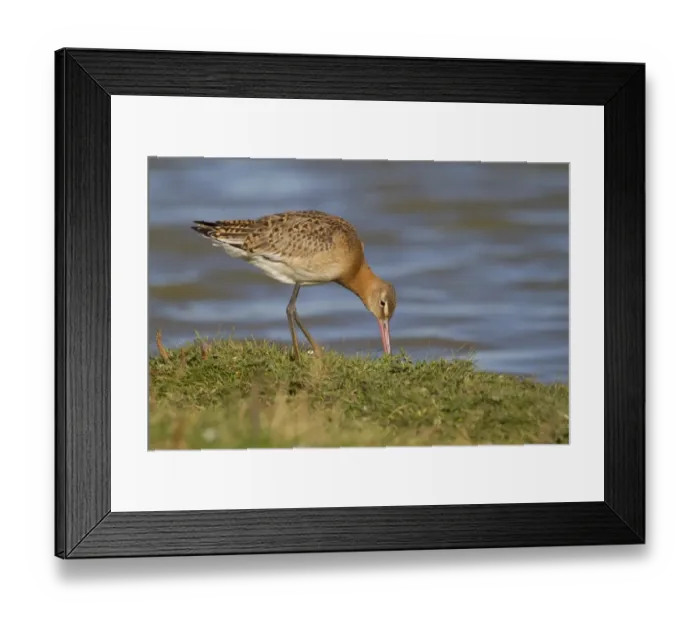 Framed Print : Black-tailed Godwit (Limosa limosa) juvenile, feeding at edge of water, Cley Marshes Reserve, Cley-next-the-sea Framed Print : Black-tailed Godwit (Limosa limosa) juvenile, feeding at edge of water, Cley Marshes Reserve, Cley-next-the-sea