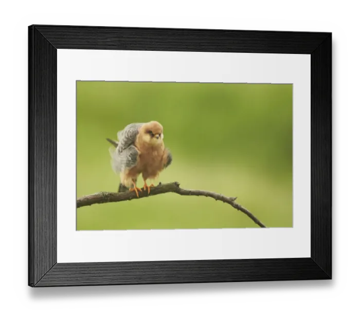 Framed Print : Red-footed Falcon (Falco vespertinus) adult female, rousing wing and body feathers during preening, perched on branch Framed Print : Red-footed Falcon (Falco vespertinus) adult female, rousing wing and body feathers during preening, perched on branch