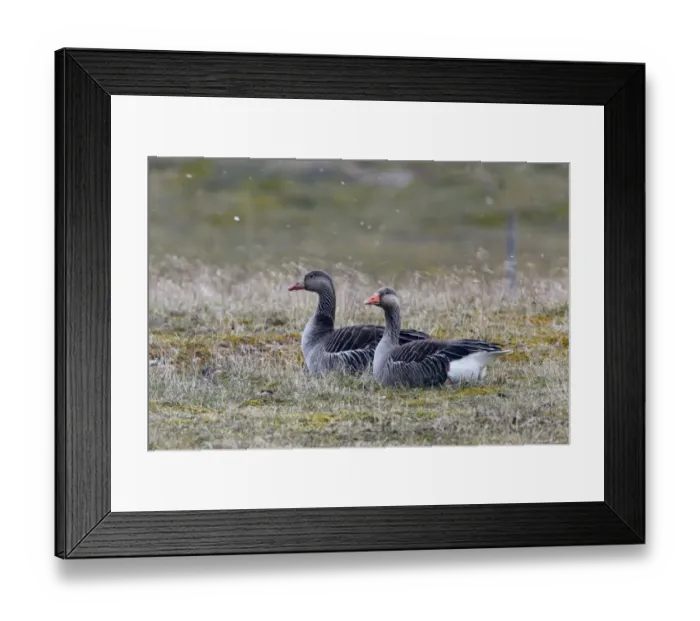 Framed Print : Greylag Goose (Anser anser) adult pair, resting on ground in lightly falling snow, Snettisham RSPB Reserve, The Wash Framed Print : Greylag Goose (Anser anser) adult pair, resting on ground in lightly falling snow, Snettisham RSPB Reserve, The Wash