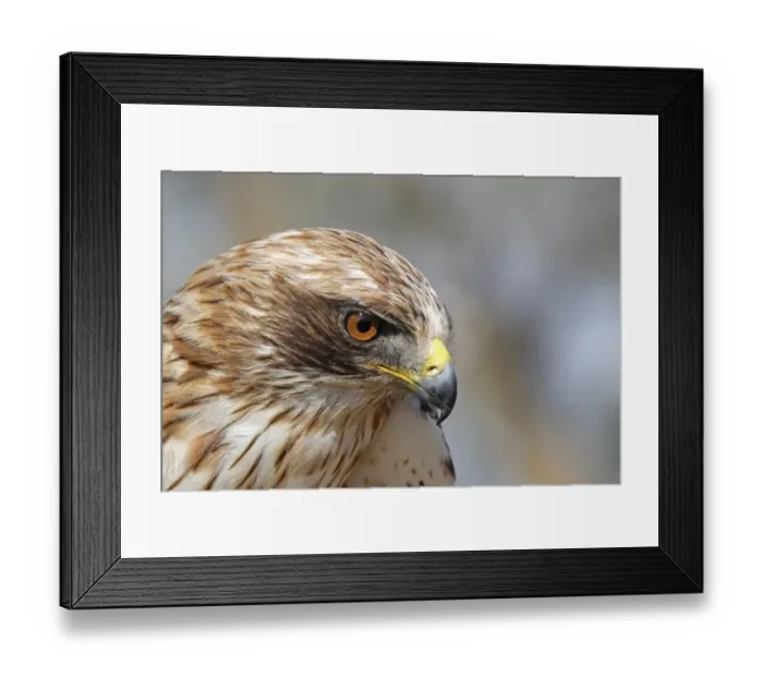 Framed Print : Booted Eagle (Hieraaetus pennatus) pale morph, adult, close-up of head, Cantabrian Mountains, Northern Spain Framed Print : Booted Eagle (Hieraaetus pennatus) pale morph, adult, close-up of head, Cantabrian Mountains, Northern Spain