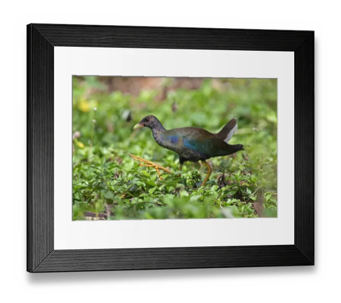 Framed Print : Purple Gallinule (Porphyrio martinicus) immature, walking, Zapata Peninsula, Matanzas Province, Cuba, March Framed Print : Purple Gallinule (Porphyrio martinicus) immature, walking, Zapata Peninsula, Matanzas Province, Cuba, March