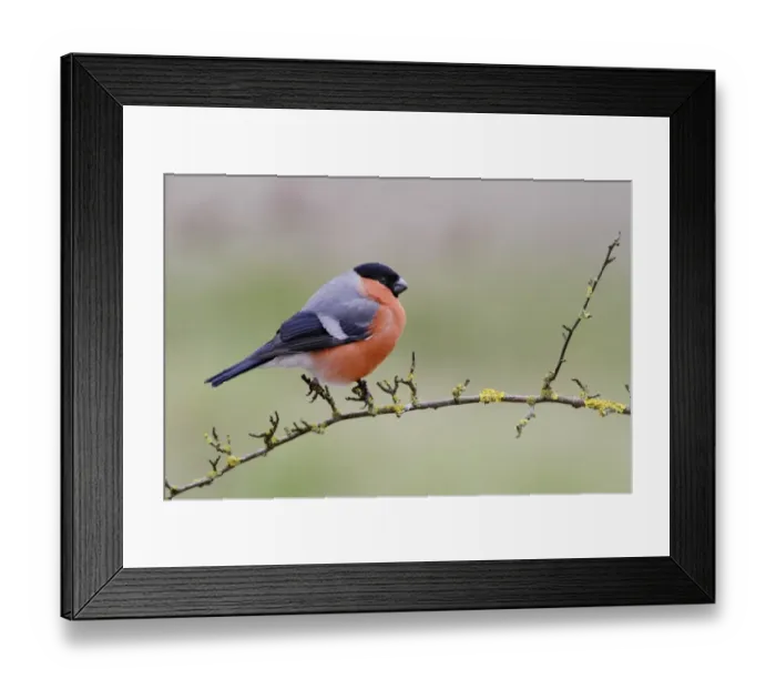 Framed Print : Eurasian Bullfinch (Pyrrhula pyrrhula) adult male, perched on lichen covered twig in garden, Leicestershire, England Framed Print : Eurasian Bullfinch (Pyrrhula pyrrhula) adult male, perched on lichen covered twig in garden, Leicestershire, England