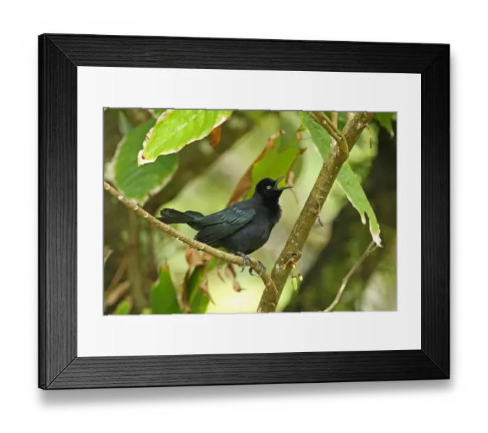 Framed Print : Carib Grackle (Quiscalus lugubris inflexirostris) adult male, singing, perched on branch, Fond Doux Plantation, St Framed Print : Carib Grackle (Quiscalus lugubris inflexirostris) adult male, singing, perched on branch, Fond Doux Plantation, St