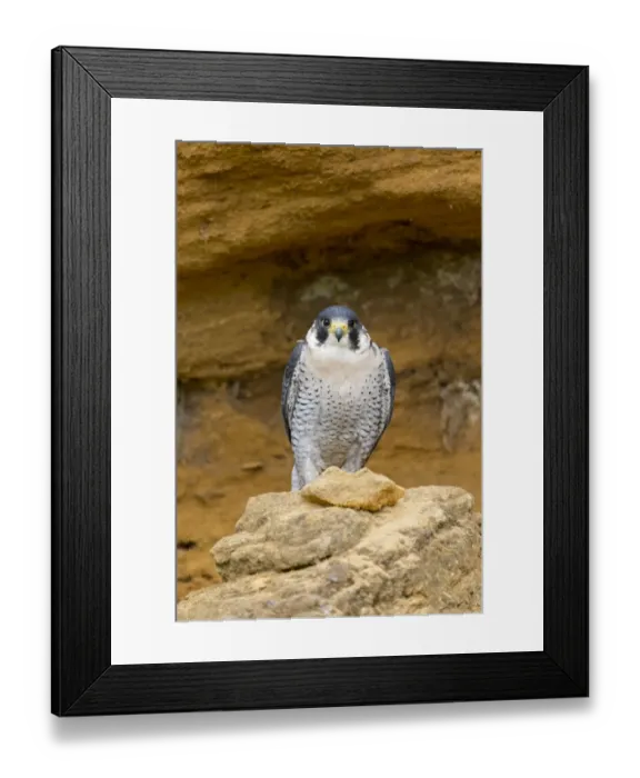 Framed Print : Peregrine Falcon (Falco peregrinus) adult, perched on cliff, Suffolk, England, May (captive) Framed Print : Peregrine Falcon (Falco peregrinus) adult, perched on cliff, Suffolk, England, May (captive)