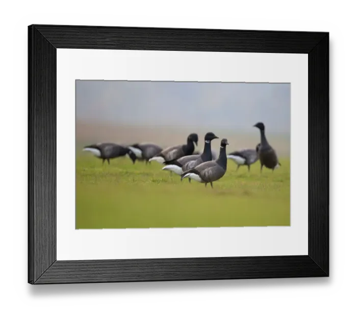 Framed Print : Brent Goose (Branta bernicla bernicla) dark-bellied form, flock, grazing on grass, Norfolk, England, November Framed Print : Brent Goose (Branta bernicla bernicla) dark-bellied form, flock, grazing on grass, Norfolk, England, November