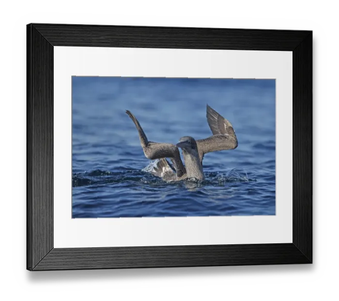 Framed Print : Northern Gannet (Morus bassanus) juvenile, first winter plumage, swimming at sea, Portugal, October Framed Print : Northern Gannet (Morus bassanus) juvenile, first winter plumage, swimming at sea, Portugal, October