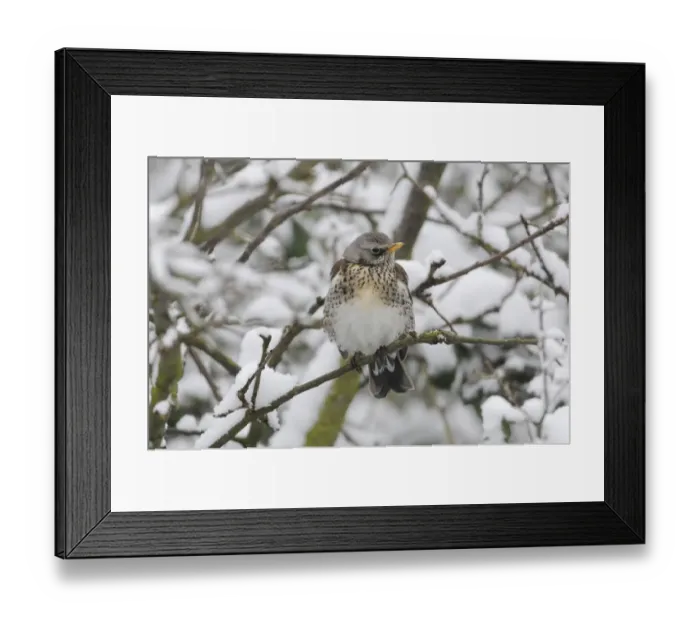 Framed Print : Fieldfare (Turdus pilaris) adult, perched on twig in snow, Norfolk, England, February