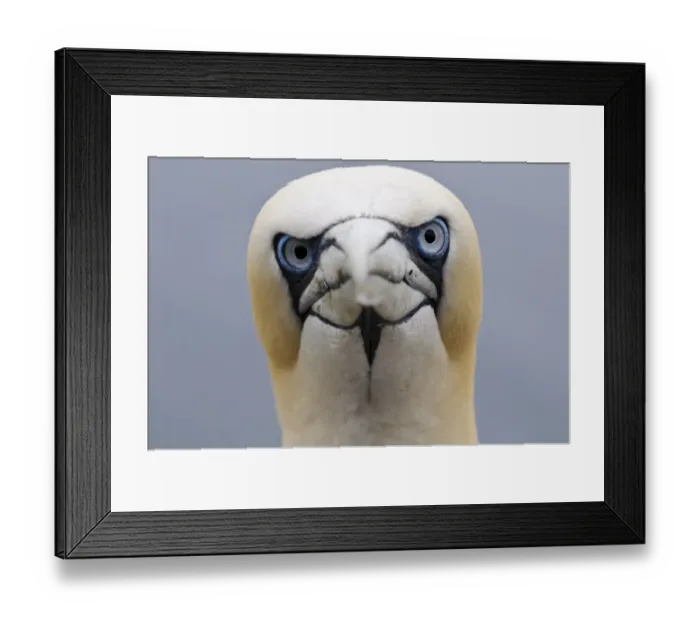 Framed Print : Northern Gannet (Morus bassanus) adult, close-up of head, Bass Rock, Firth of Forth, East Lothian, Scotland, August Framed Print : Northern Gannet (Morus bassanus) adult, close-up of head, Bass Rock, Firth of Forth, East Lothian, Scotland, August
